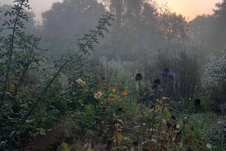 medicinal plants in a garden