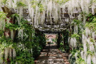 Wisteria arch at Brobury Gardens