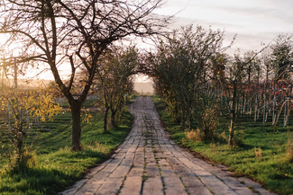 1276 Wines Vineyard near Ledbury