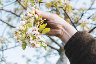 A person holding a blossom branch on a fruit tree. By Dann Chubb
