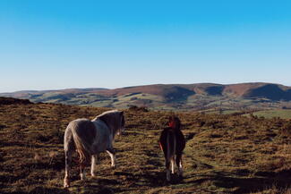 Ponies looking at hilly landscape