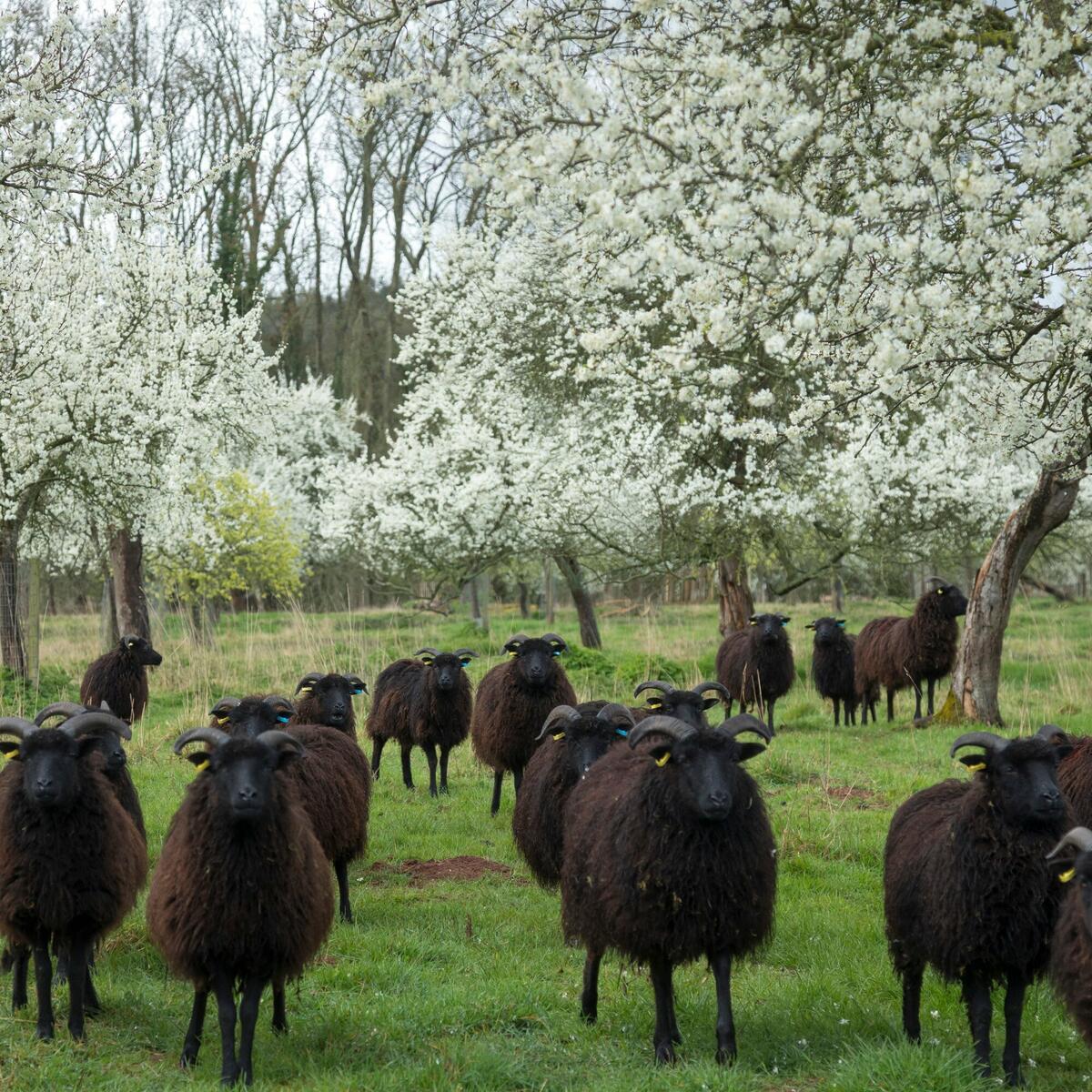 Farmer Hawkins Hebrides sheep in the orchards