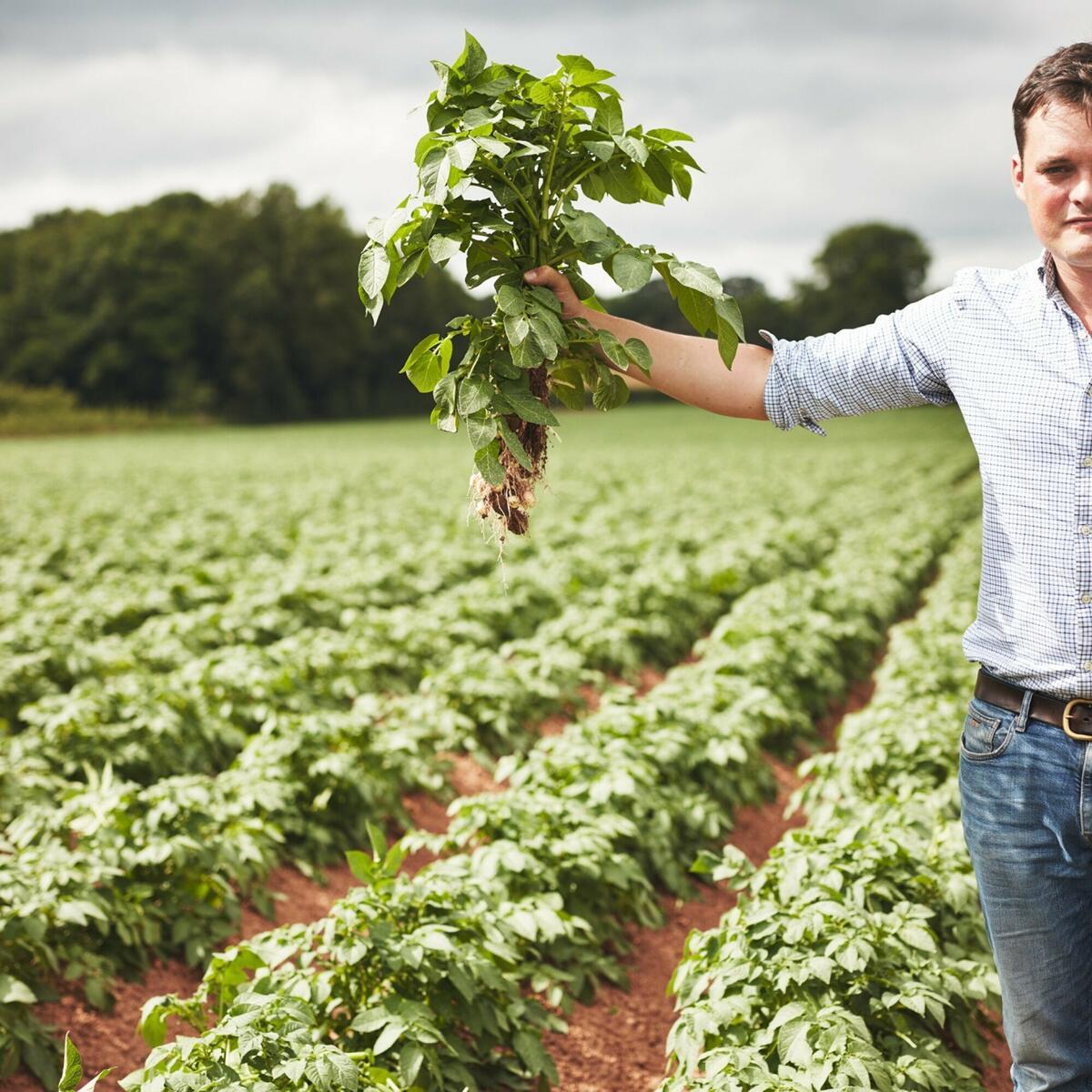 Harry Chase inspecting the latest potato crop