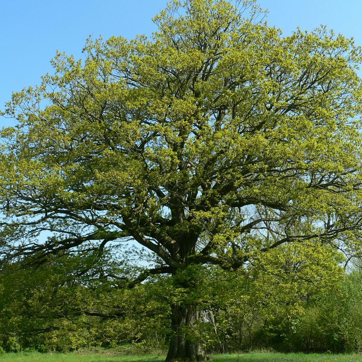 Oak Tree, Birches Farm (c) HWT