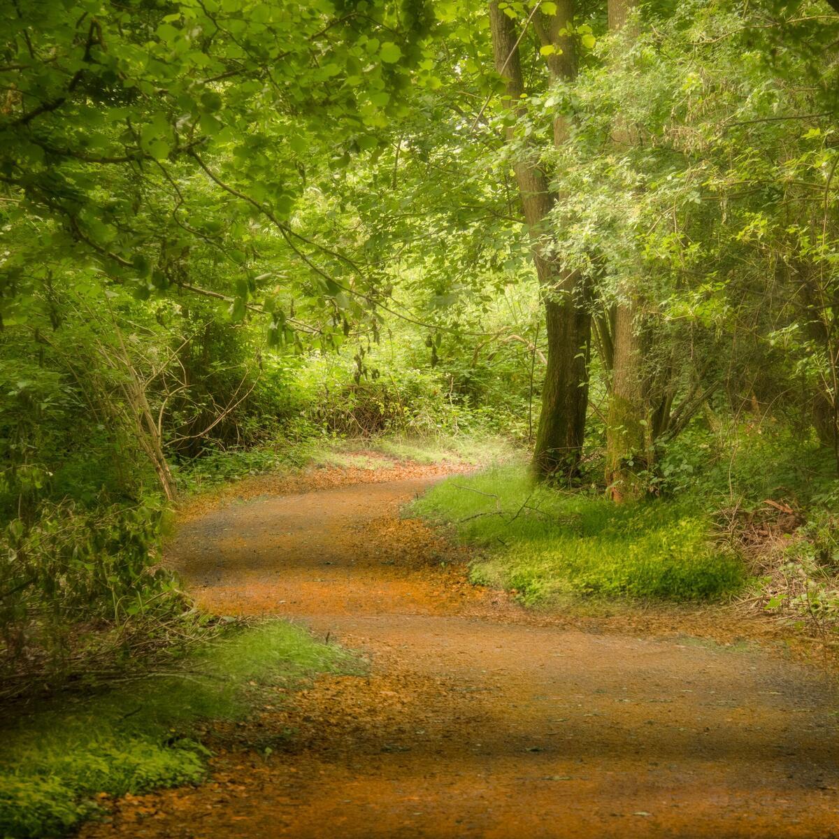 Woodland walk and nature trail at Arrow Bank