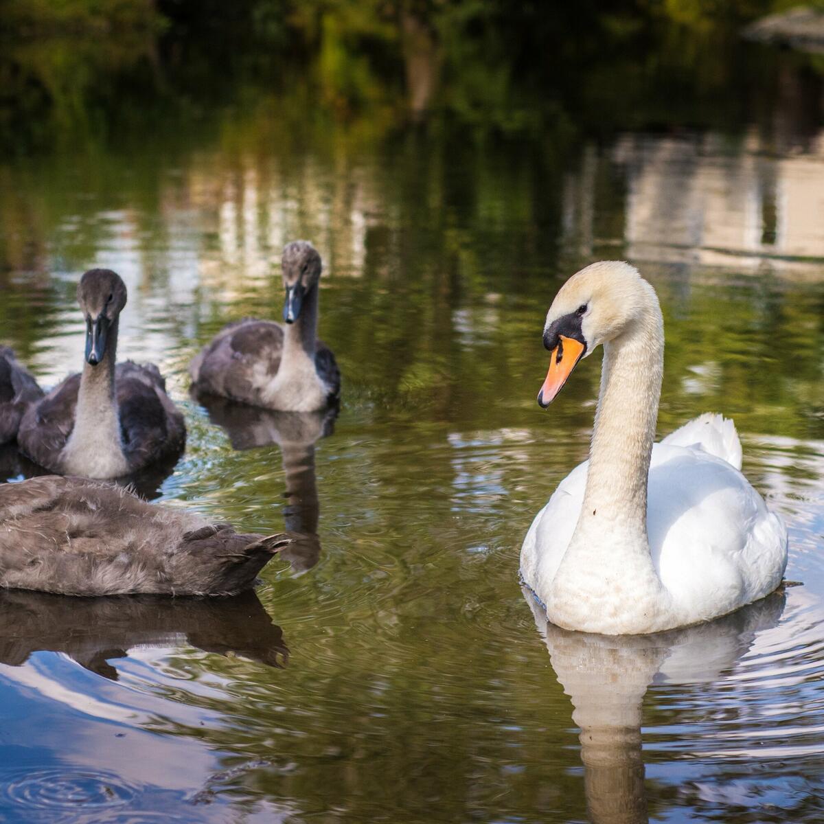 Resident swans always pay a visit on the River Arrow on park