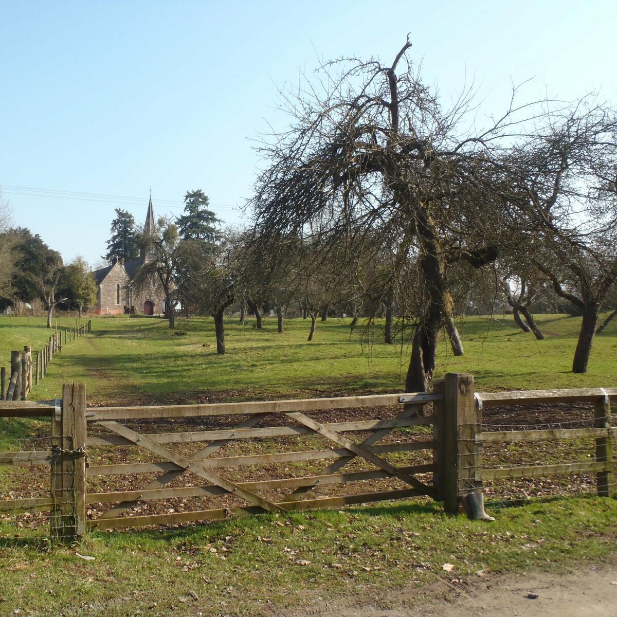 The orchard with church in the background.