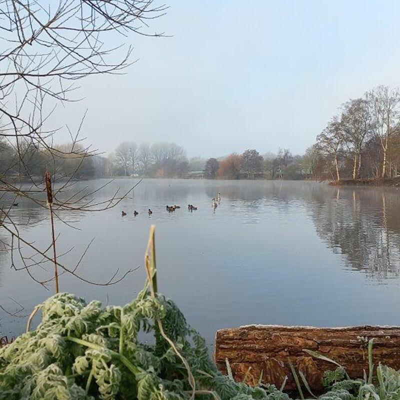 Misty water scene with water birds