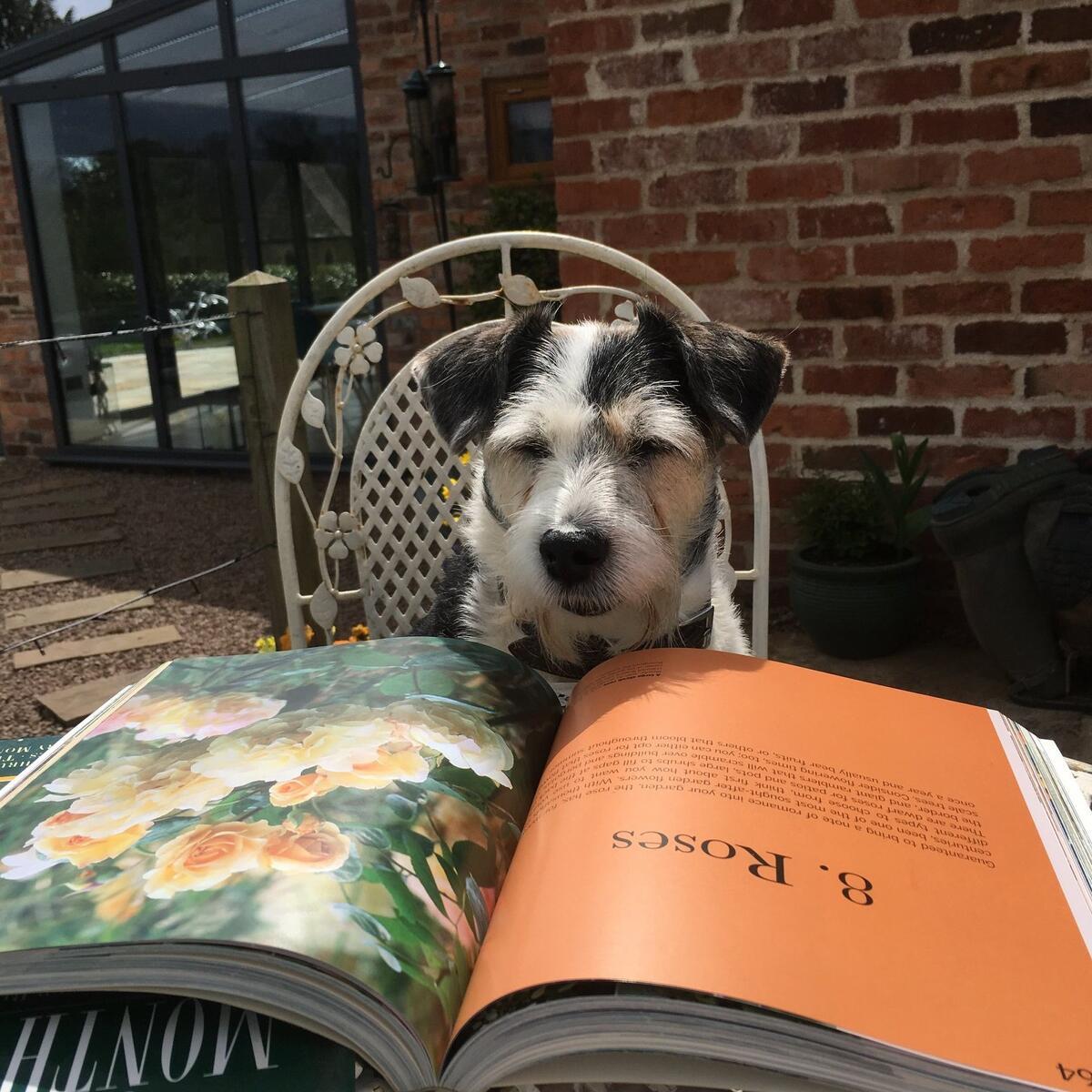 dog with book on roses
