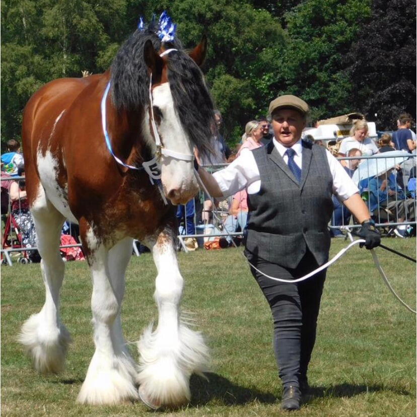 A heavy horse being led