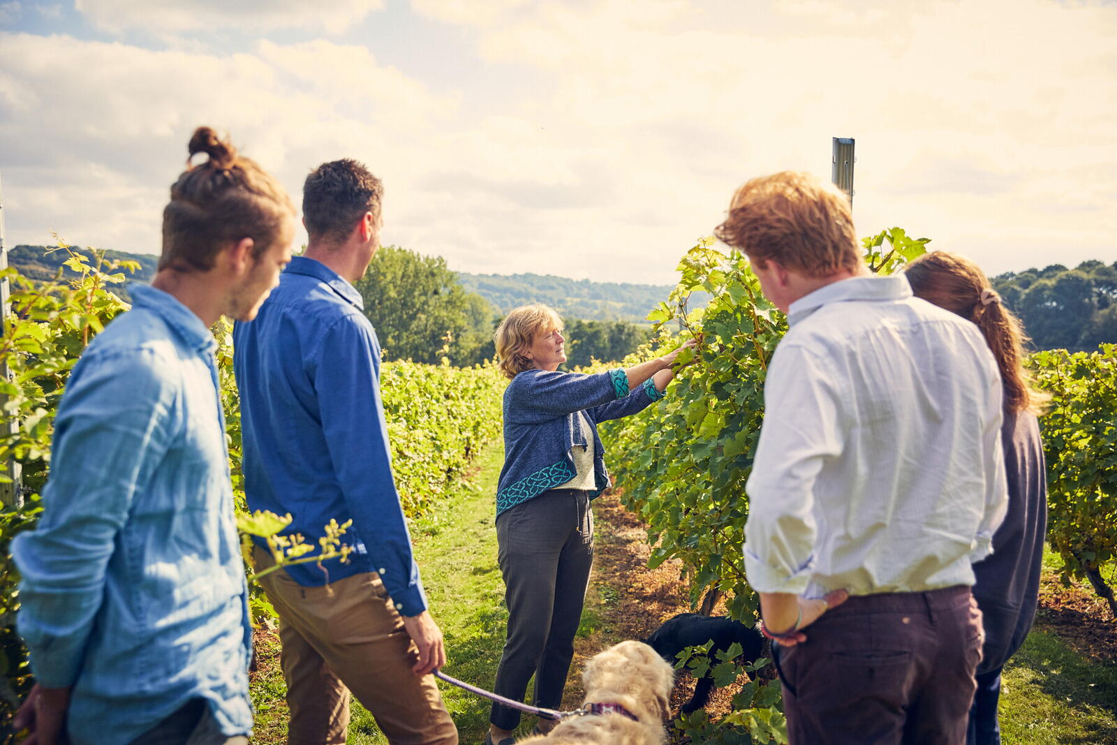 Wine tasters walk the vineyards of Frome Valley in Bishop's Frome