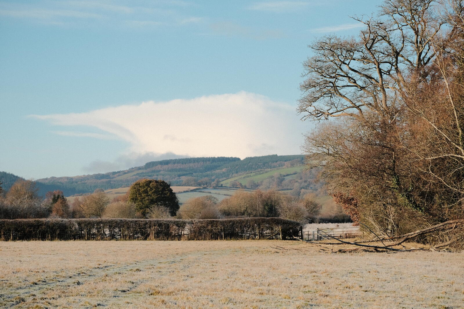 Landscape in Leintwardine, with trees on hillside