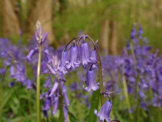 bluebells