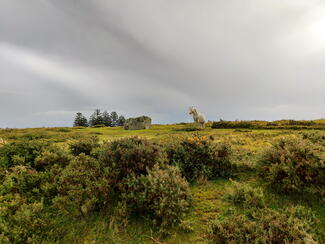 Hergest Ridge