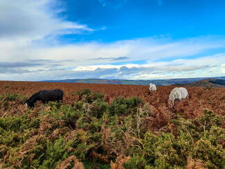 Hergest Ridge