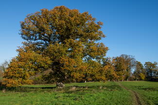 Weobley