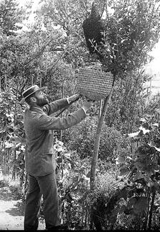 Alfred Watkins tending to some bees