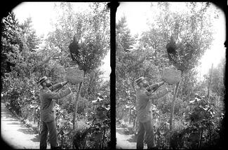 Alfred Watkins tending to some bees