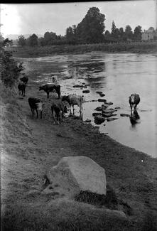 Cattle drinking at Bartonsham Ford, Hereford.