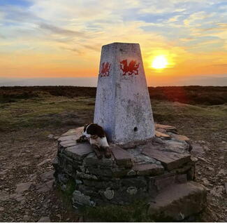 Bonnie the Springer Hay Bluff