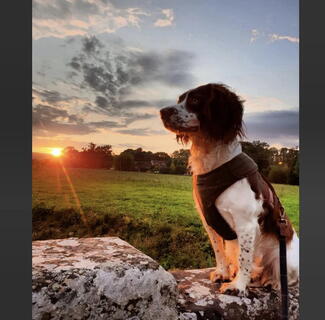 Bonnie the Springer Hereford