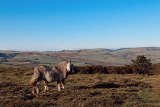 Ponies at Hergest Ridge