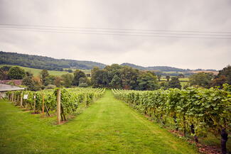 coddington vineyard