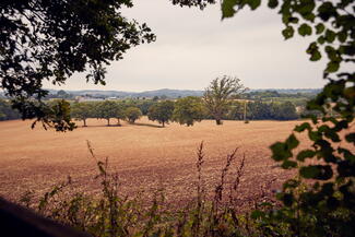 coddington vineyard