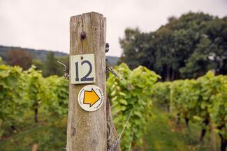 coddington vineyard