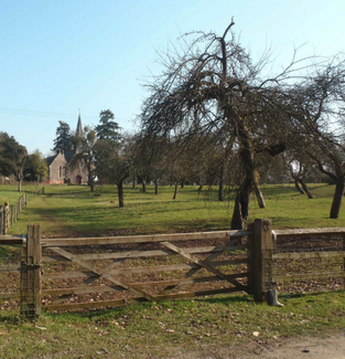 The orchard with church in the background