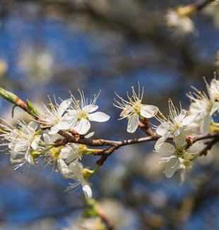 blossom