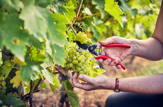 Grapes at Frome Valley