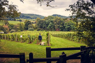 Coddington Vineyard