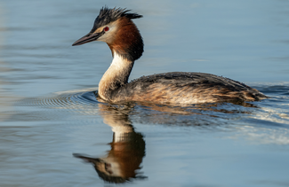 Great Crested Grebe