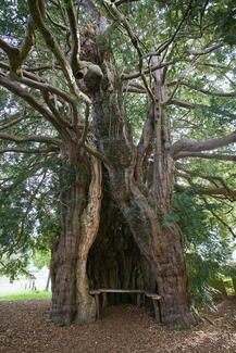 Yew Tree at St Bartholomew's Church