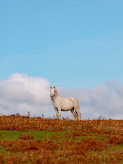 Wild pony at Garway Hill