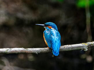 Kingfisher