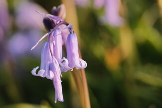 Bluebells