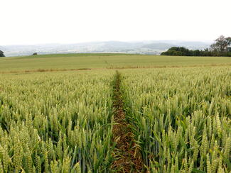 Leintwardine Countryside