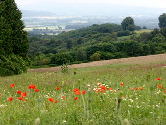 poppies looking towards leintwardine