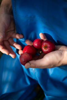 A handful of cider apples