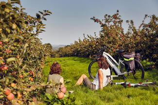 Cider Orchard