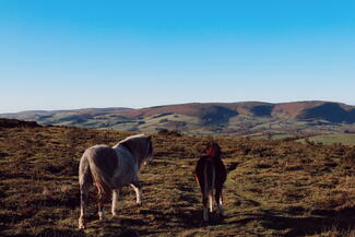 Ponies looking at hilly landscape