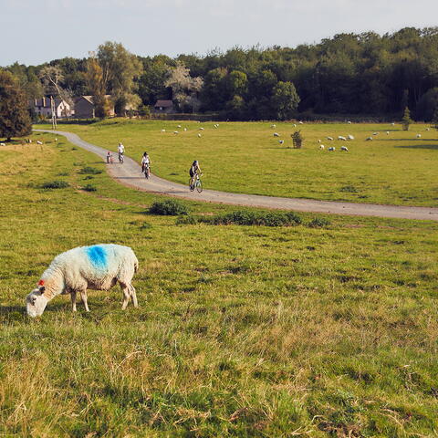 Cycling