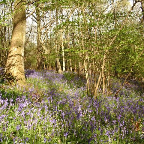 Bluebells at Lea & Pagets