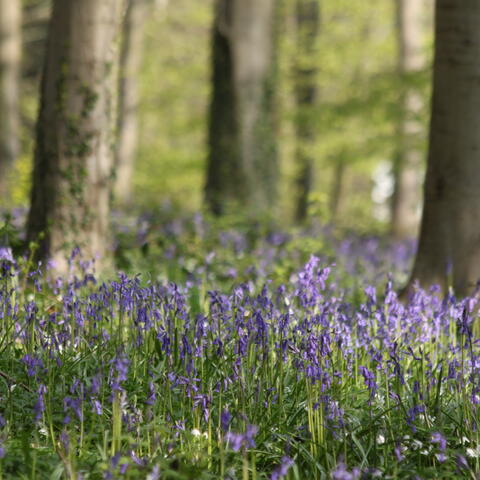 bluebells