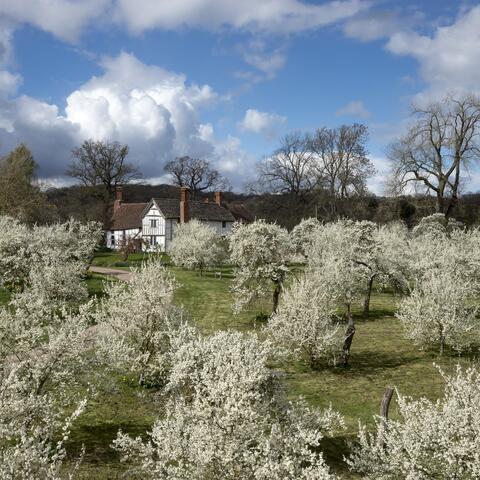 Damson trees in blossom at Brockhampton, Herefordshire. Credit National Trust & John Miller.