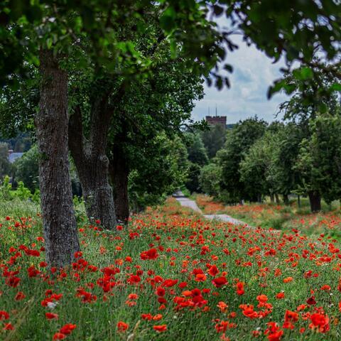 Poppies lining a path along the road to Hellens Manor