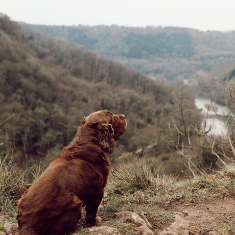 herefordshire hound