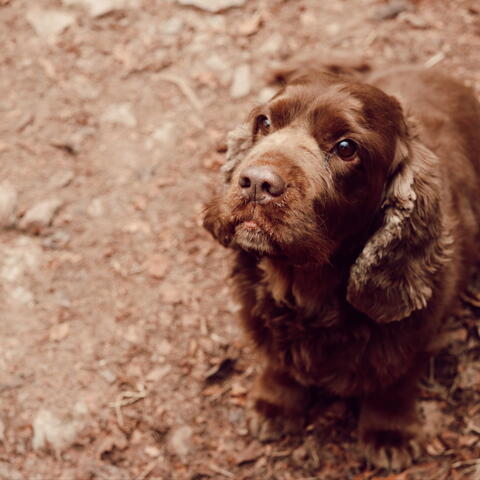 herefordshire hound